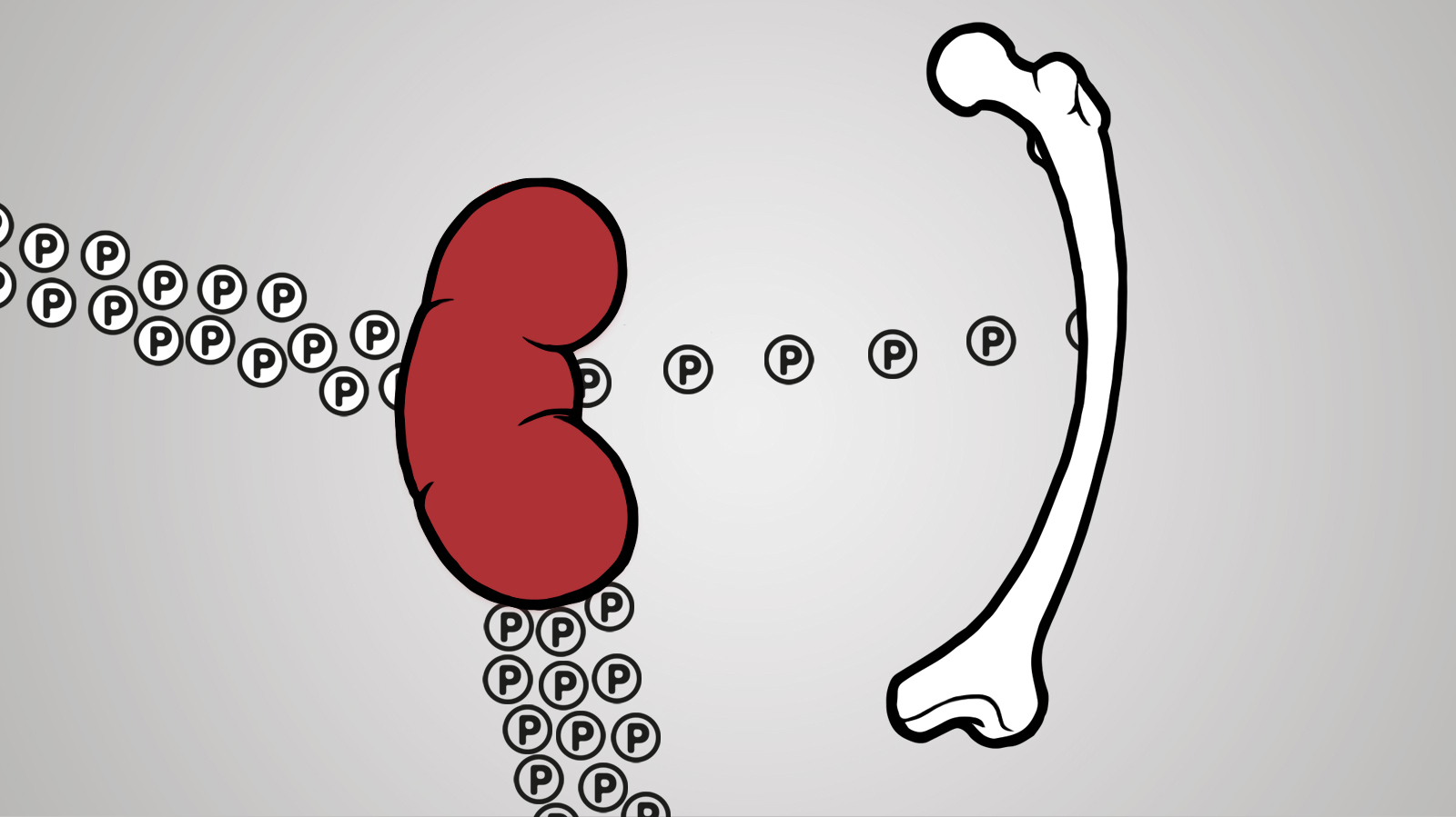 How phosphate wasting occurs in the kidneys